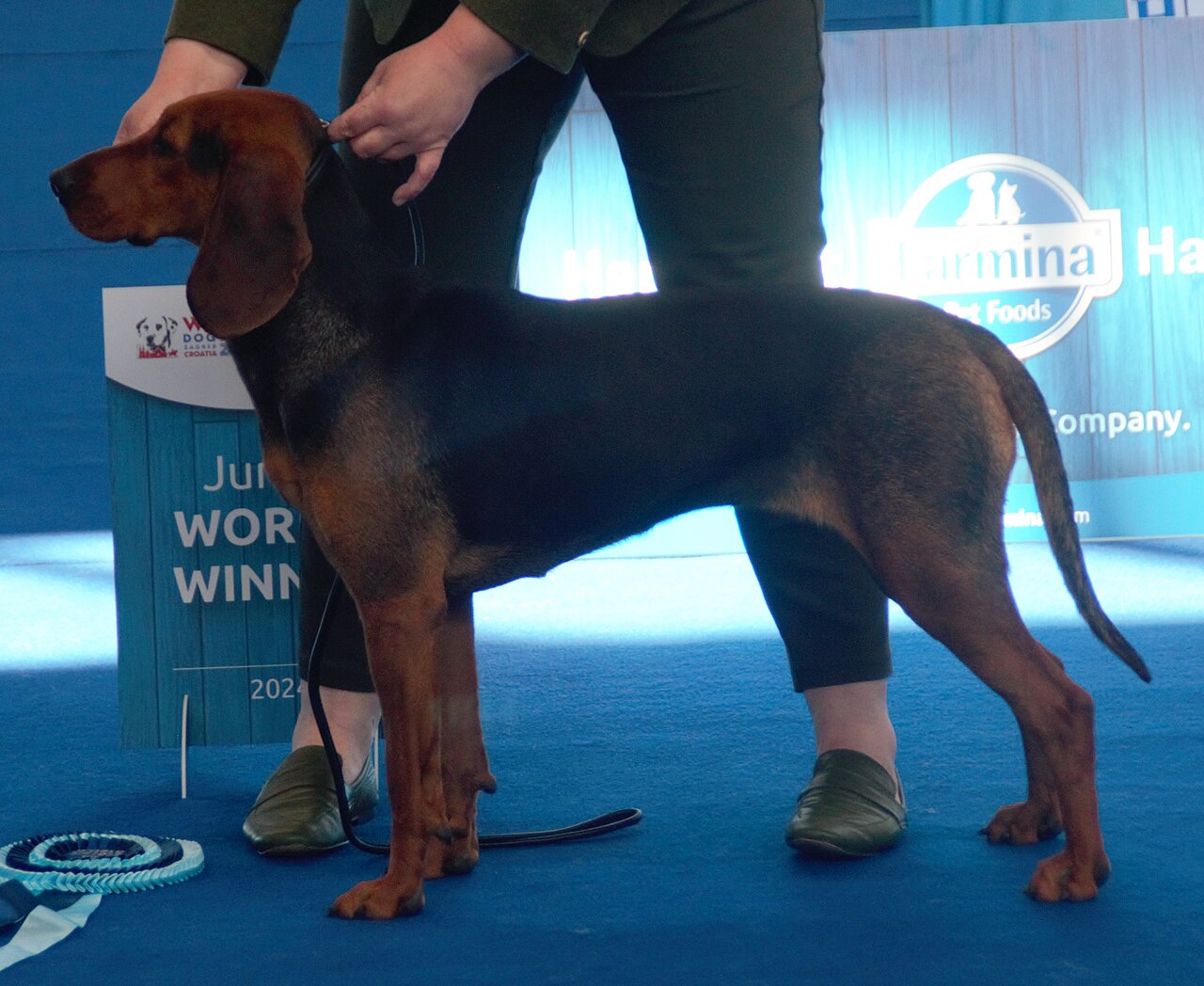 Chien courant serbe (des Balkans)