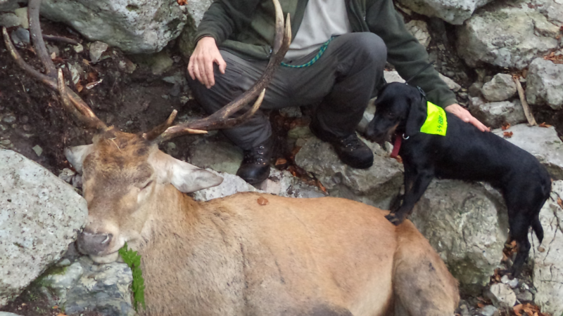 Chien courant slovaque