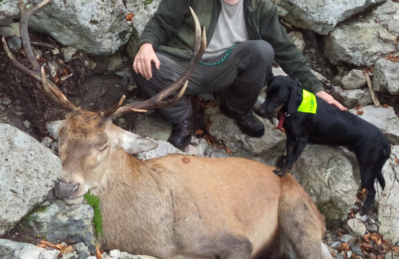 Chien courant slovaque
