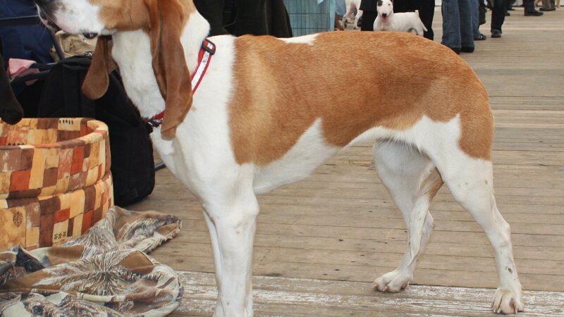 Chien courant suisse