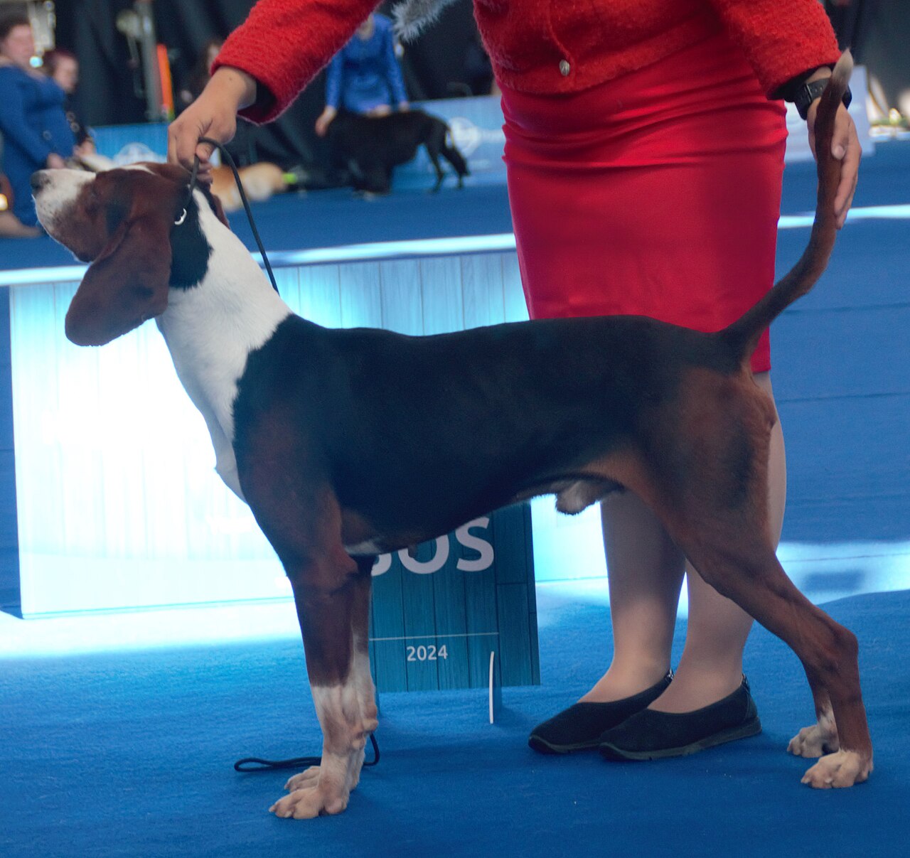 Chien courant tricolore serbe