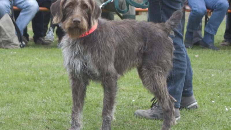 Chien d’arrêt allemand à poil raide