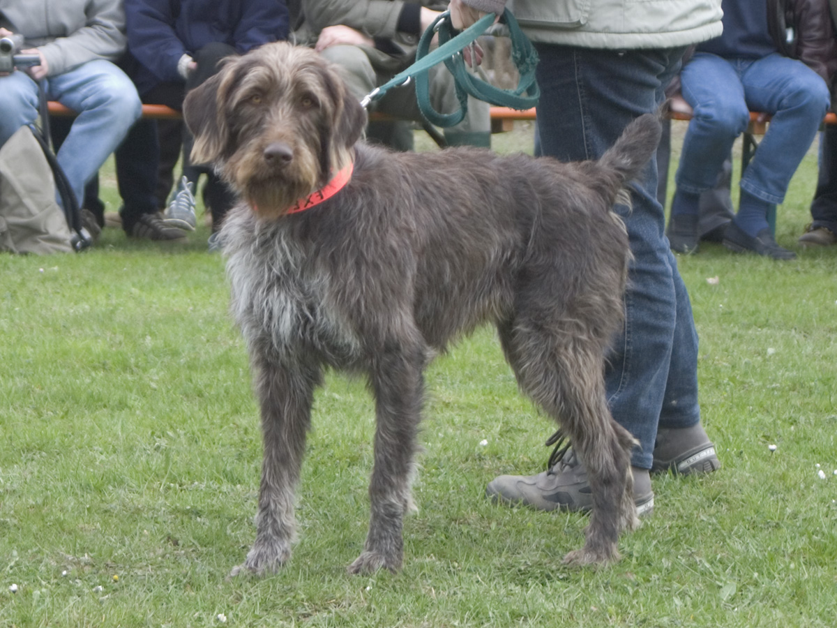 Chien d’arrêt allemand à poil raide