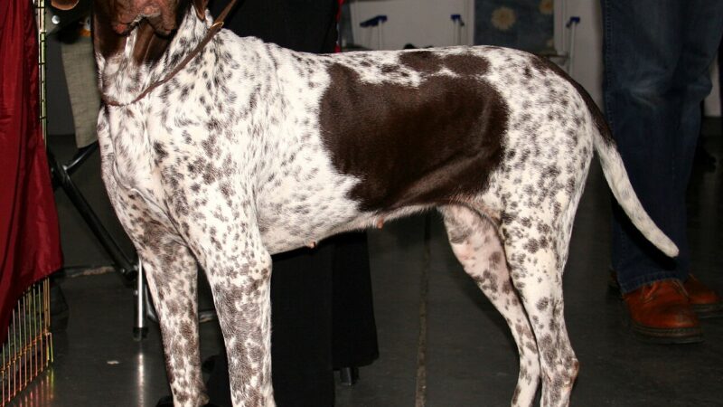 Chien d’arrêt danois ancestral