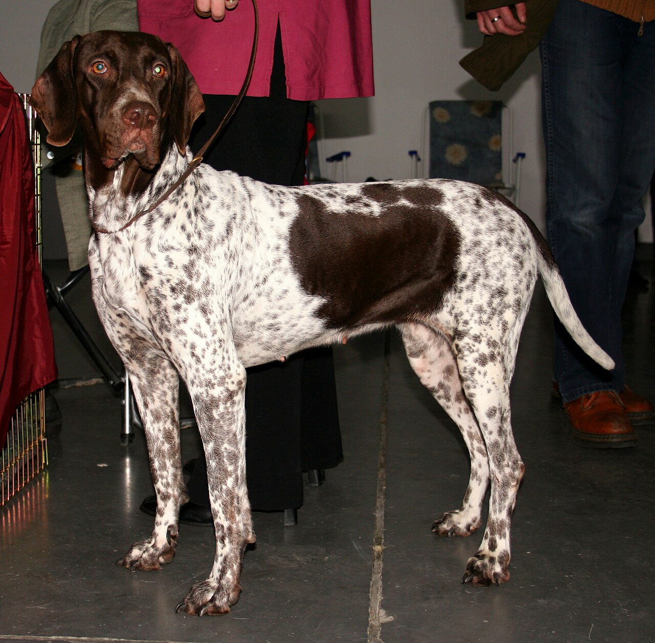 Chien d’arrêt danois ancestral