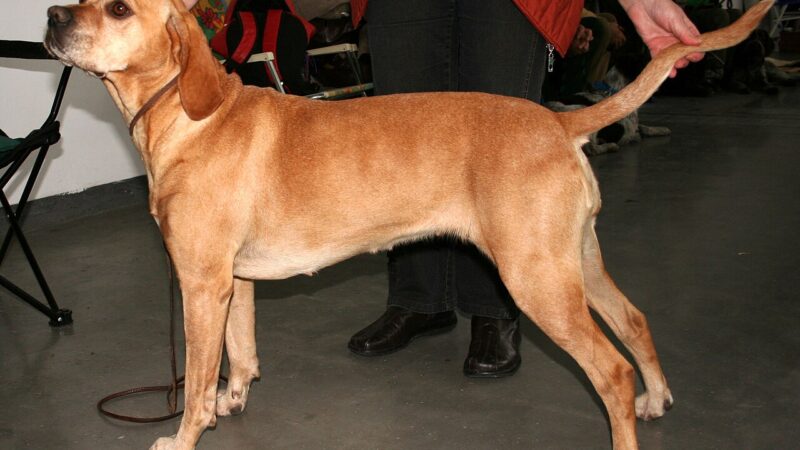 Chien d’arrêt portugais