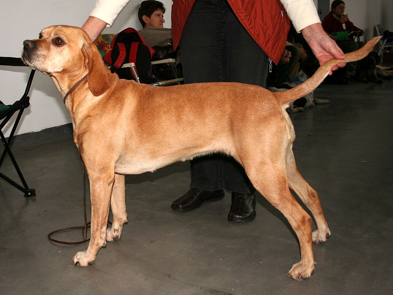 Chien d’arrêt portugais