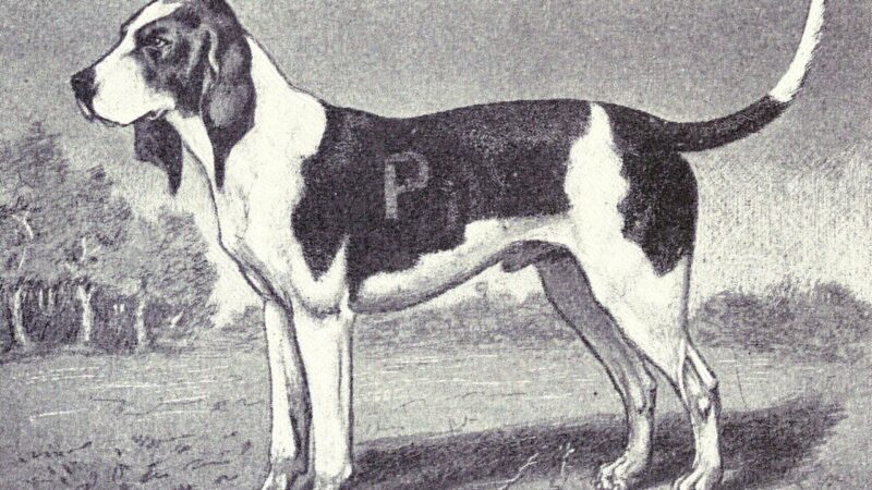 Chien d’Artois