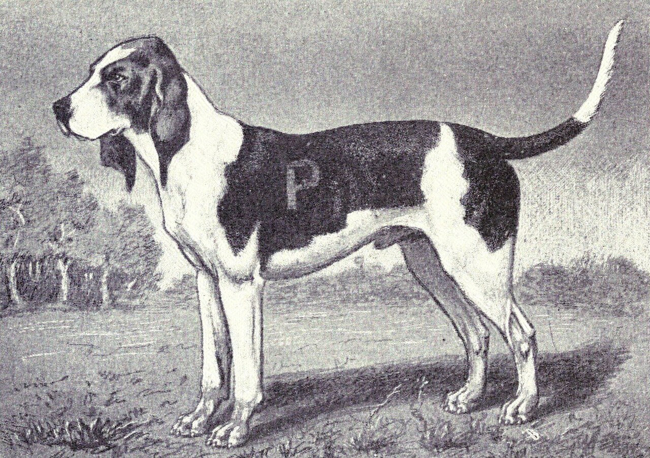 Chien d’Artois