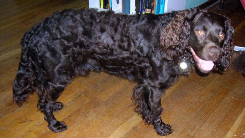 Chien d’eau américain (American Water Spaniel)