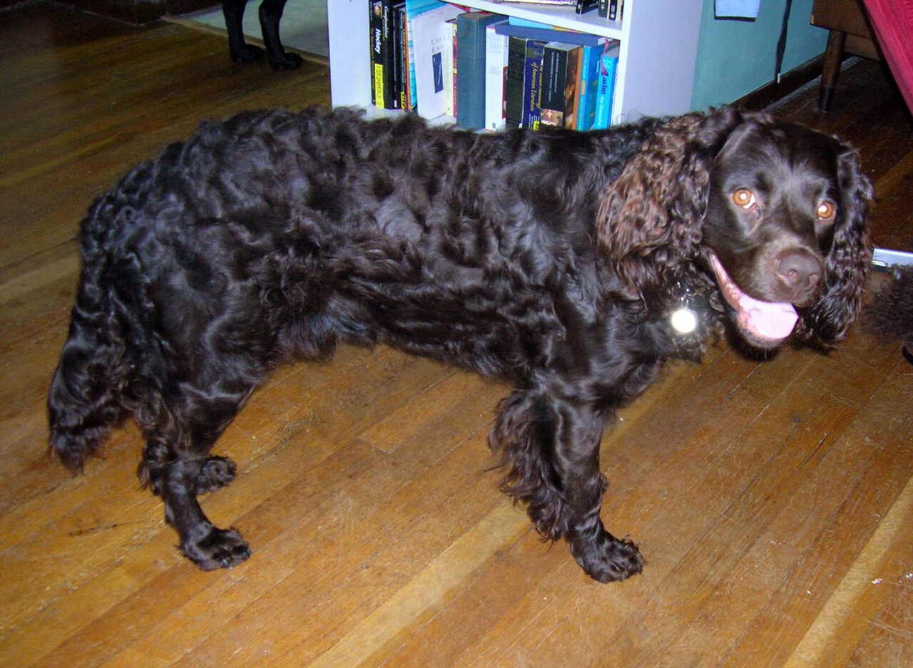 Chien d’eau américain (American Water Spaniel)