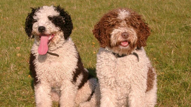 Chien d’eau espagnol