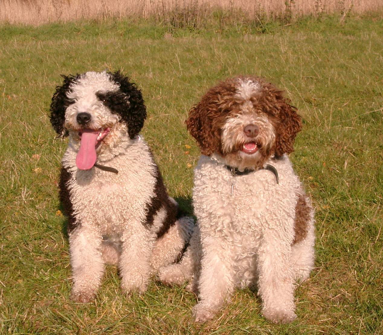 Chien d’eau espagnol
