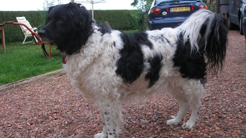 Chien d’eau frison (wetterhoun)
