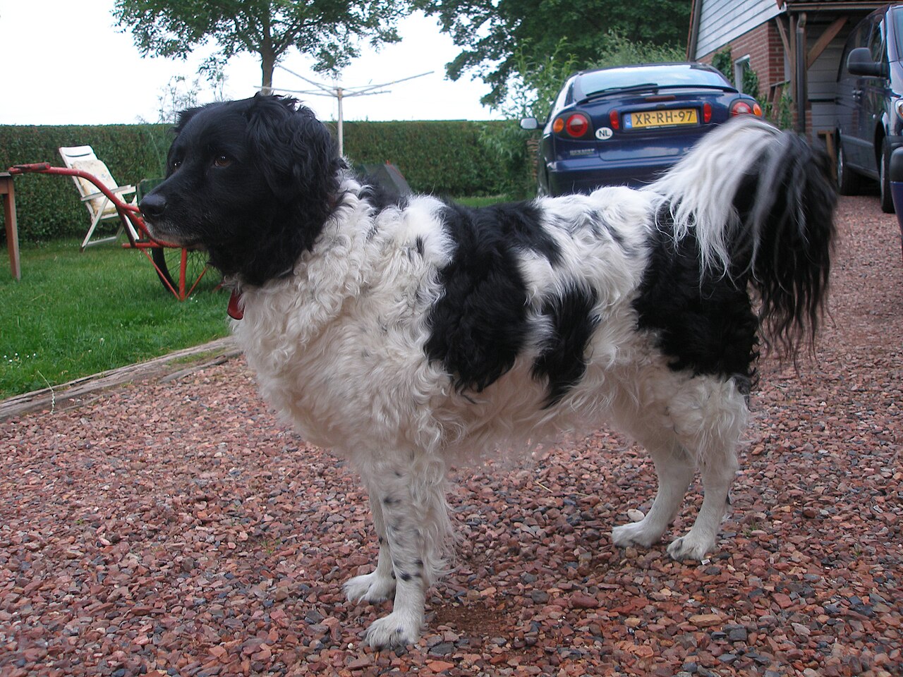 Chien d’eau frison (wetterhoun)