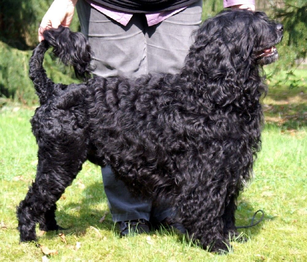 Chien d’eau portugais