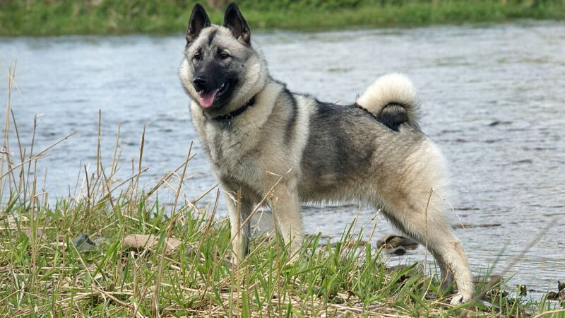 Chien d’élan norvégien gris (elkhound)