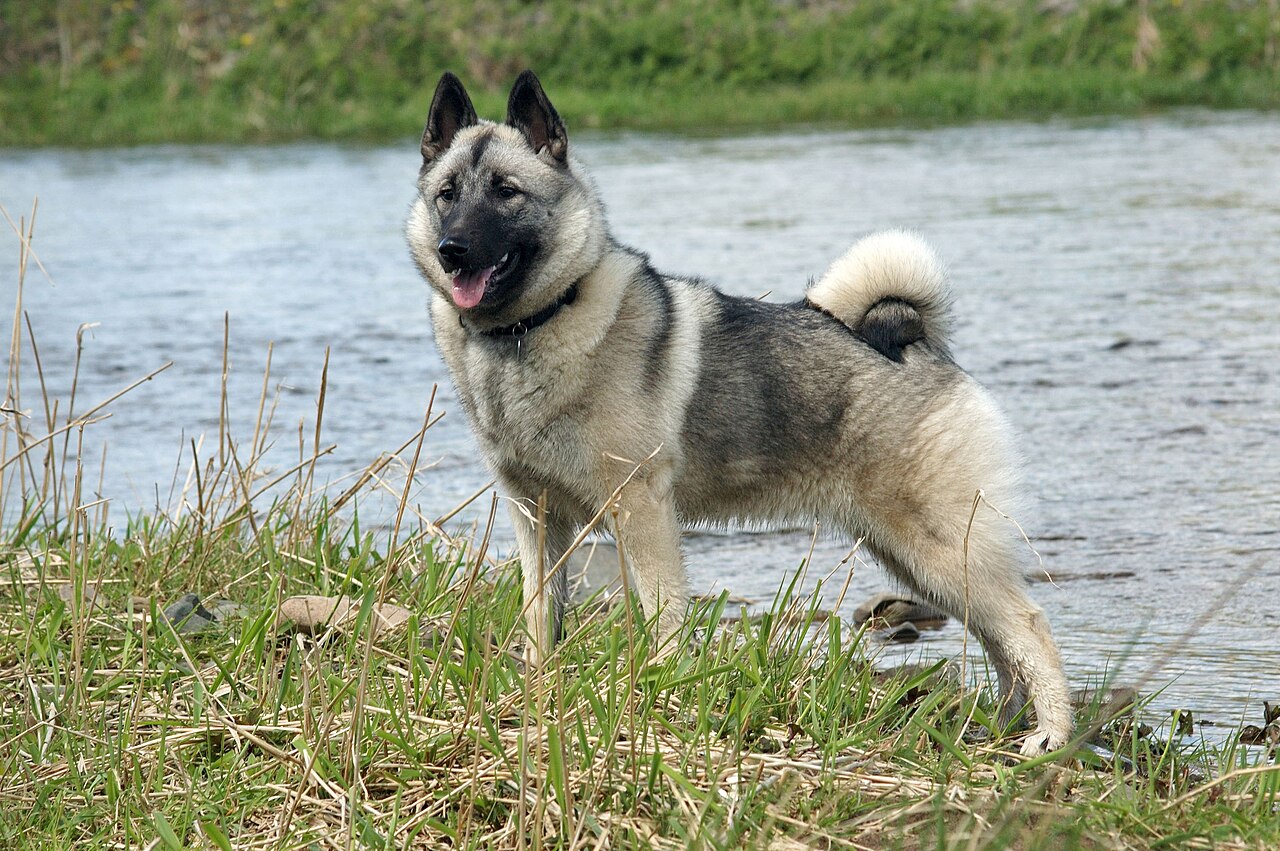 Chien d’élan norvégien gris (elkhound)