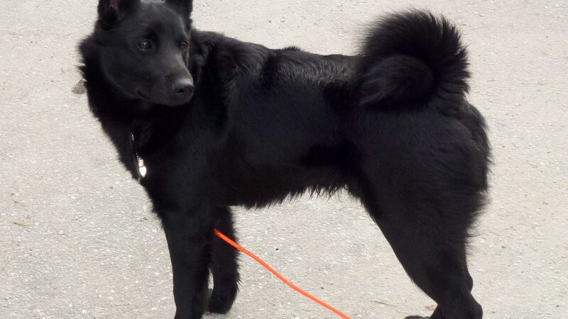 Chien d’élan norvégien noir