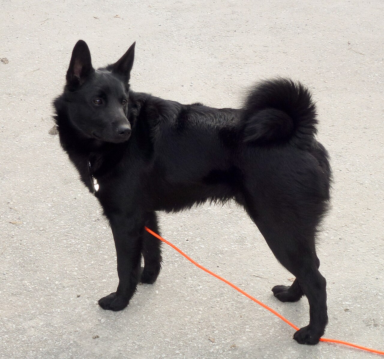 Chien d’élan norvégien noir