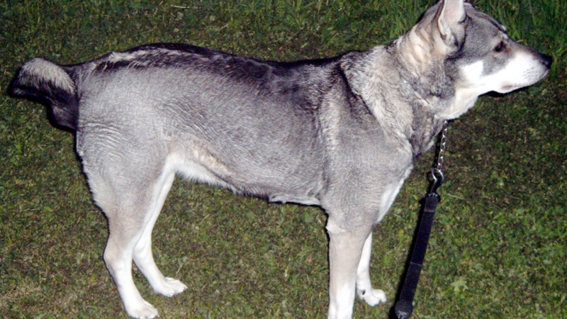 Chien d’élan suédois (jämthund)