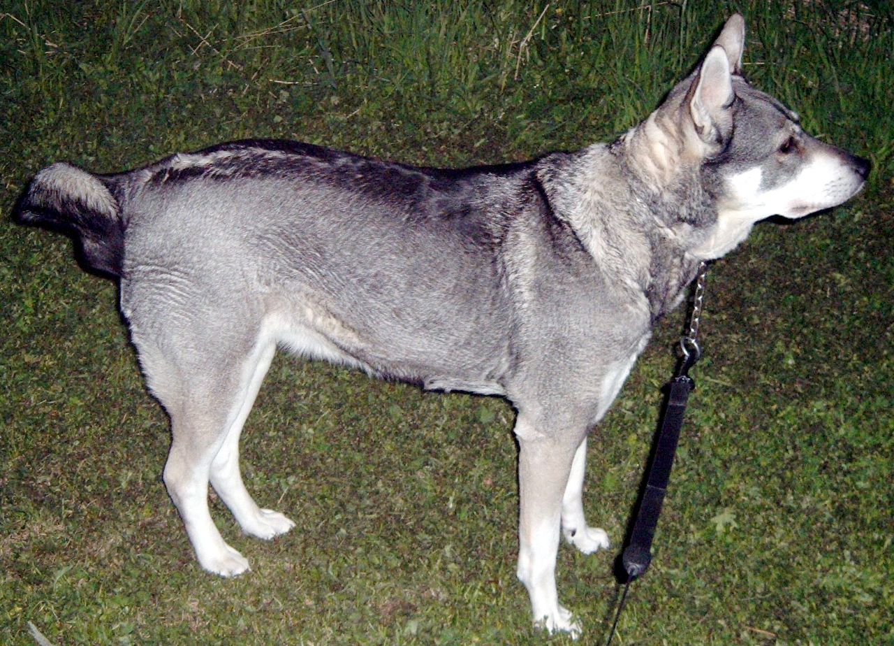 Chien d’élan suédois (jämthund)