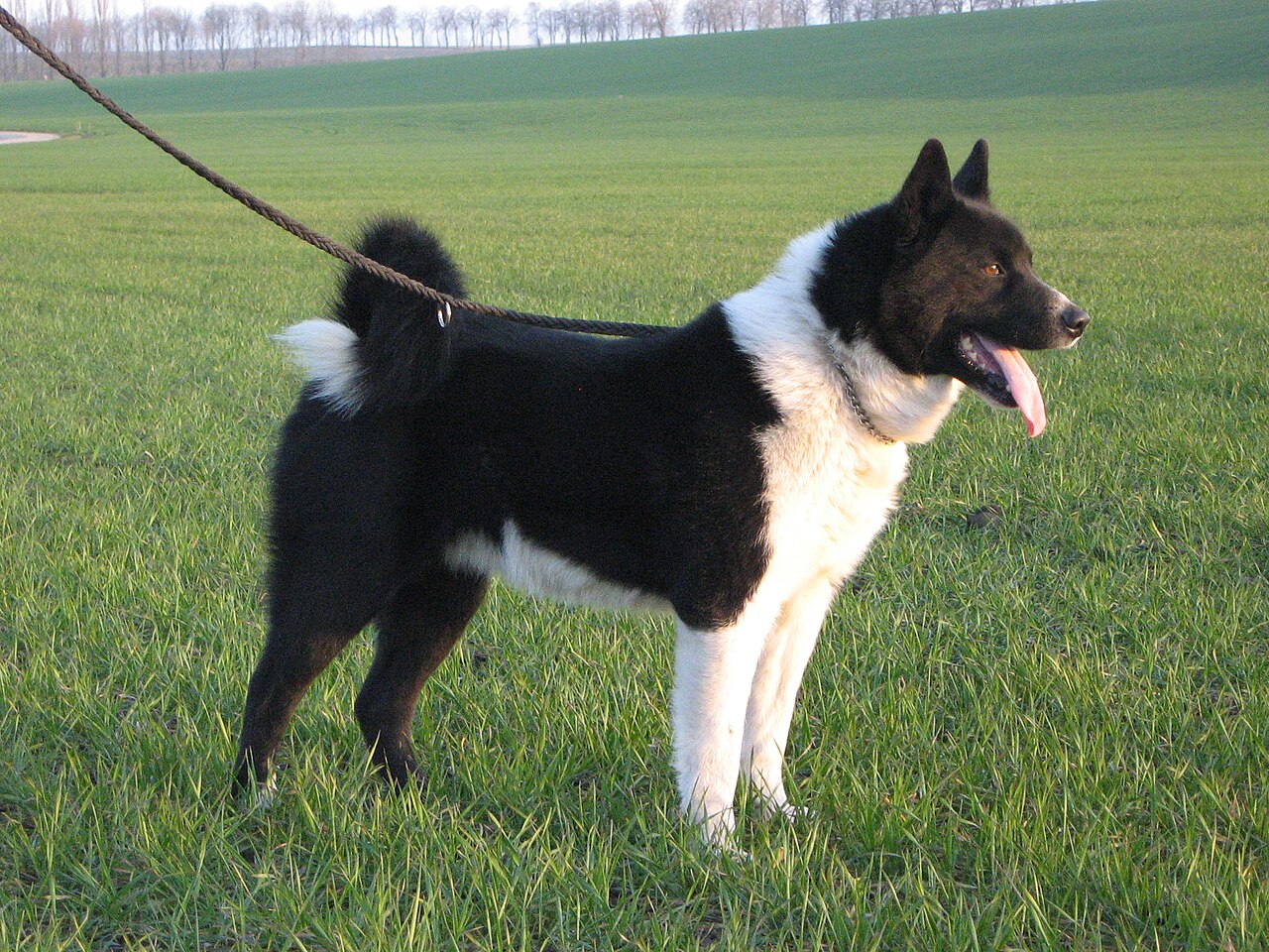 Chien d’ours de Carélie