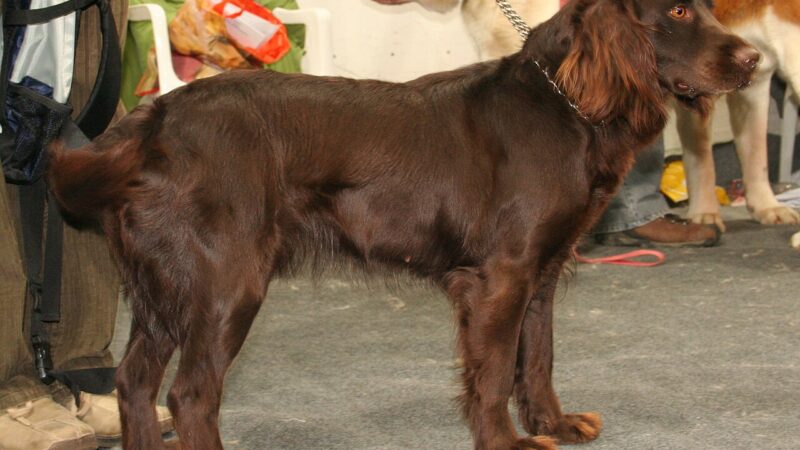Chien d’oysel allemand (Wachtelhund)