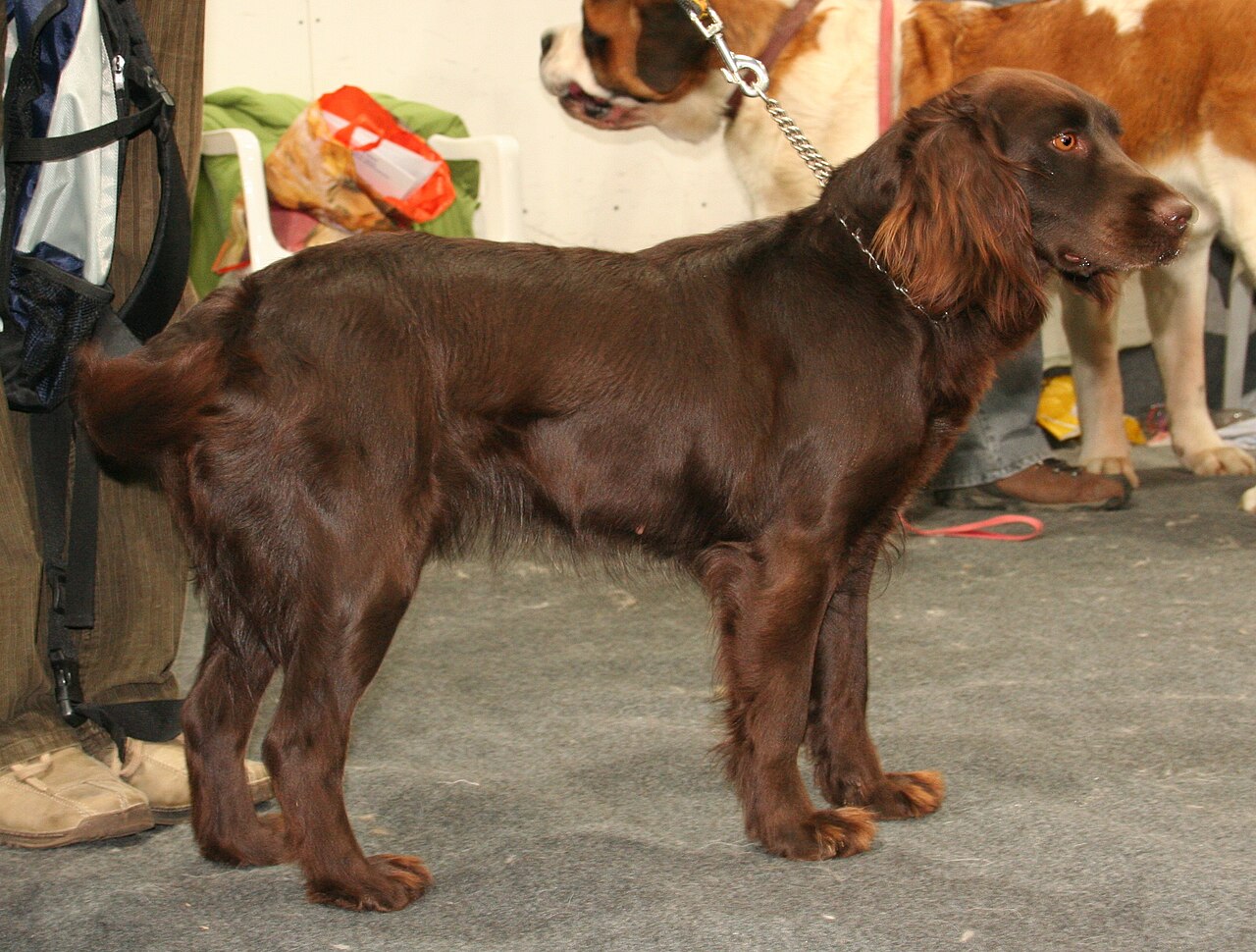 Chien d’oysel allemand (Wachtelhund)
