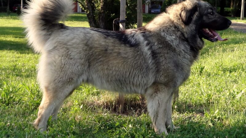 Chien de berger de Charplanina