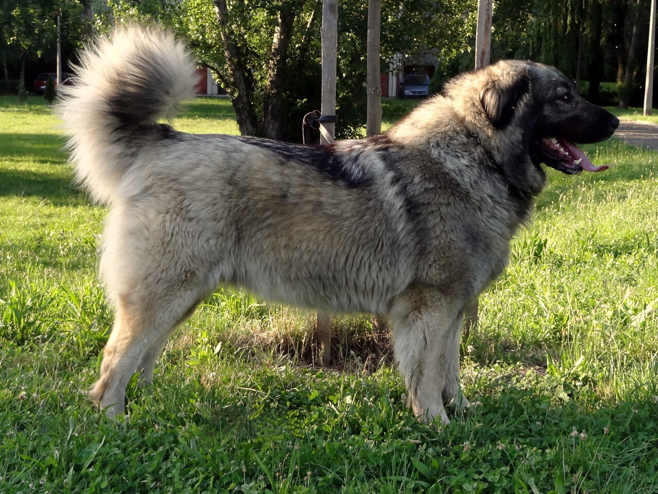 Chien de berger de Charplanina