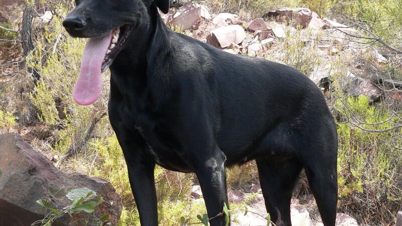 Chien de berger de Majorque