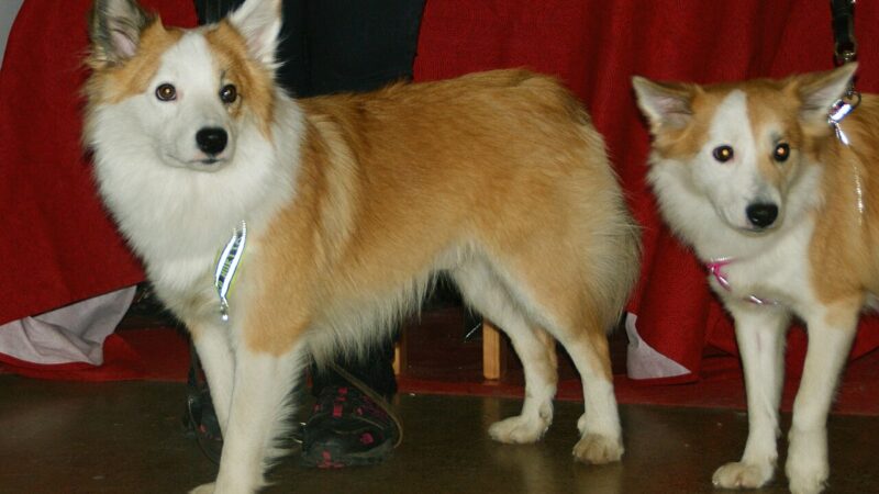 Chien de berger islandais