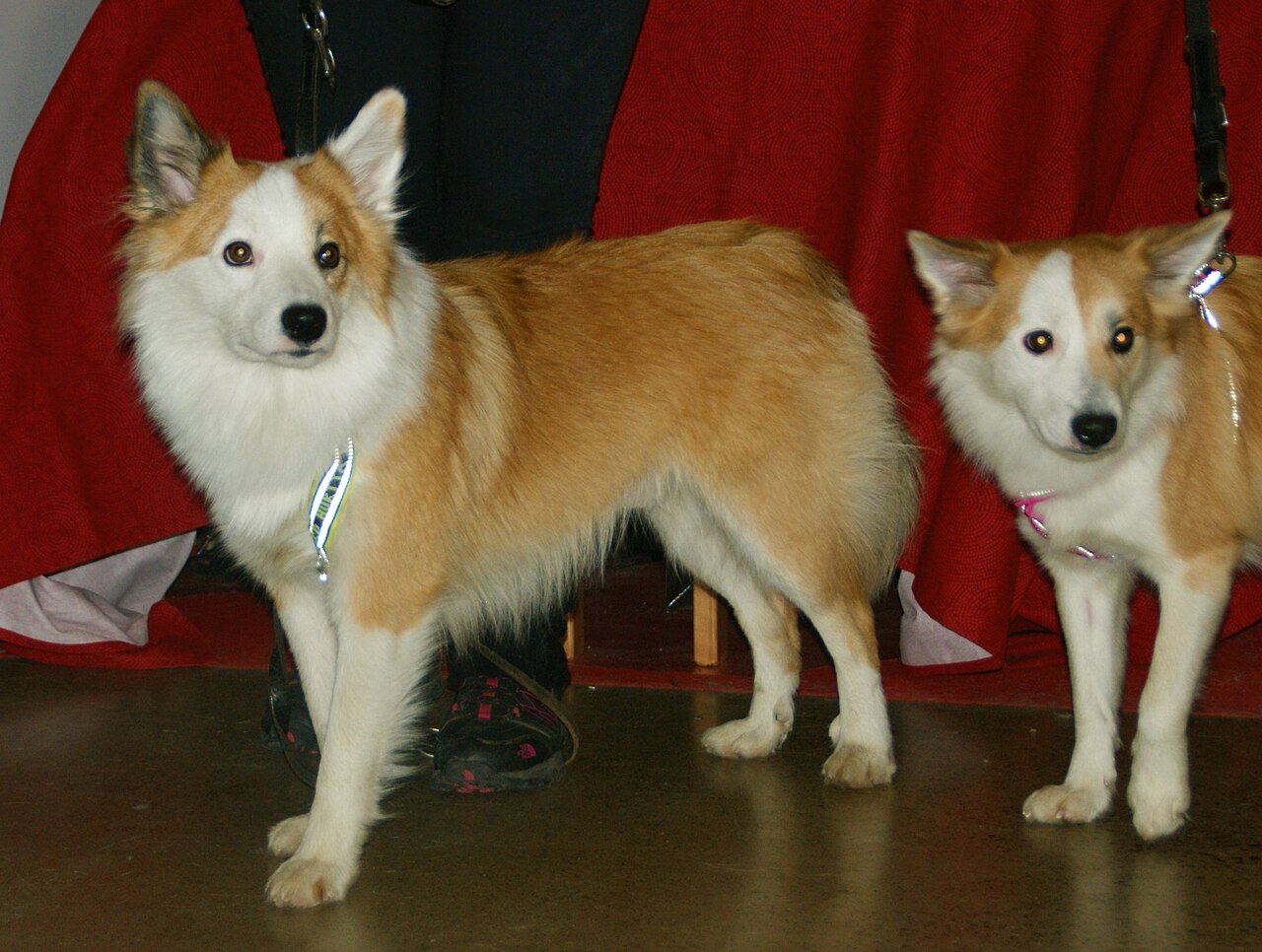 Chien de berger islandais