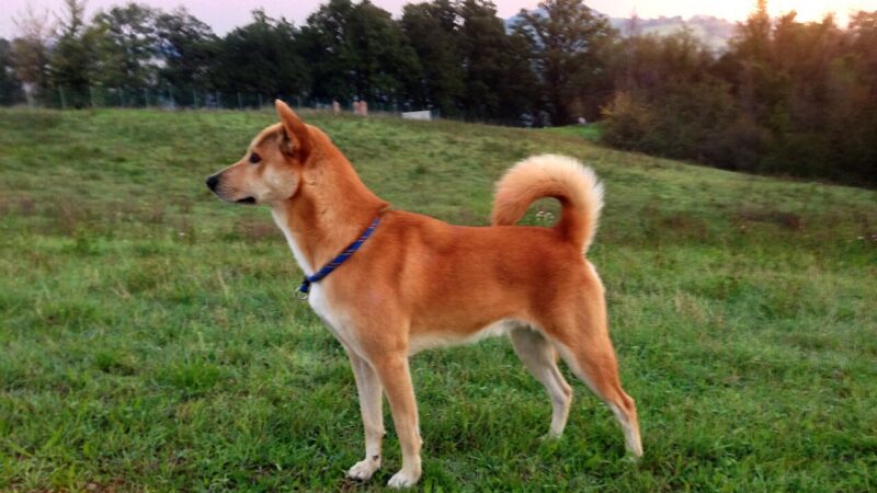 Chien de Canaan