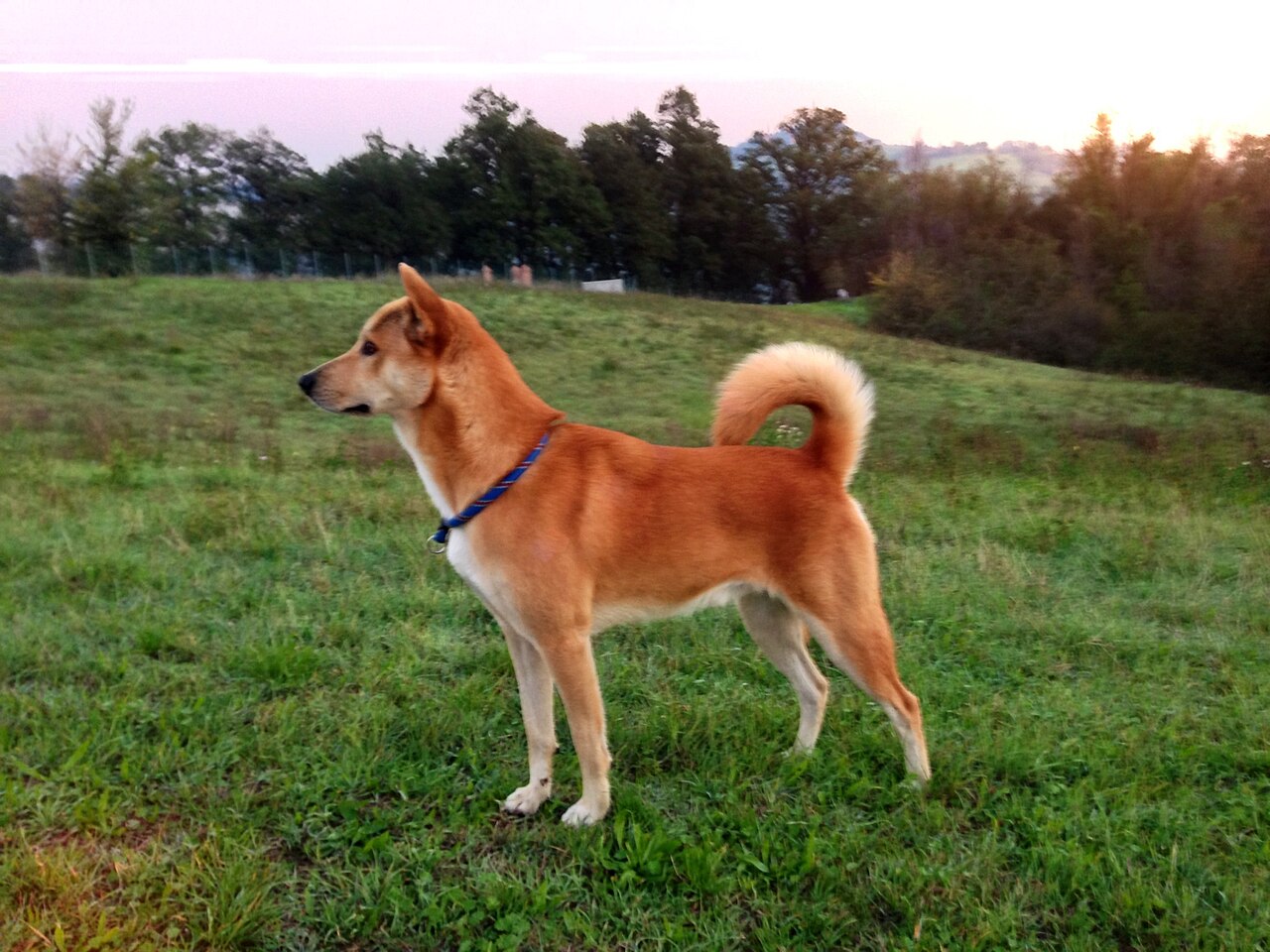Chien de Canaan