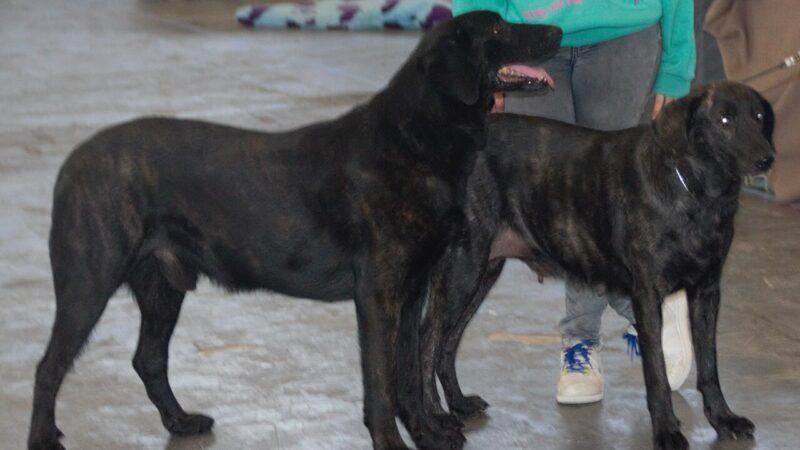Chien de Castro Laboreiro
