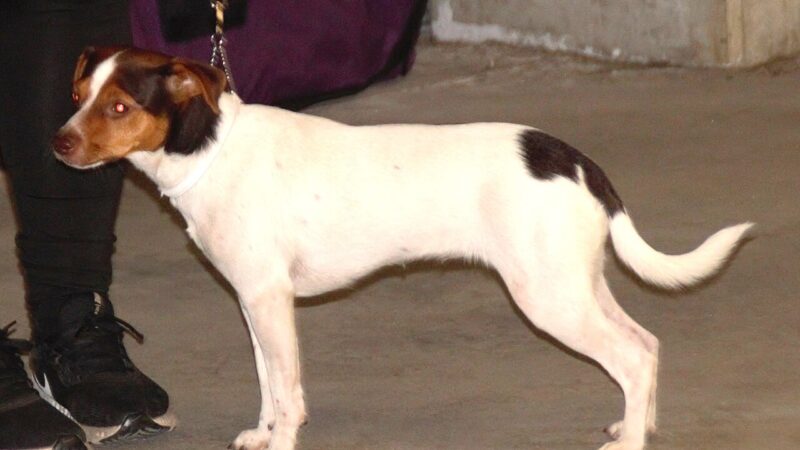 Chien de ferme dano-suédois