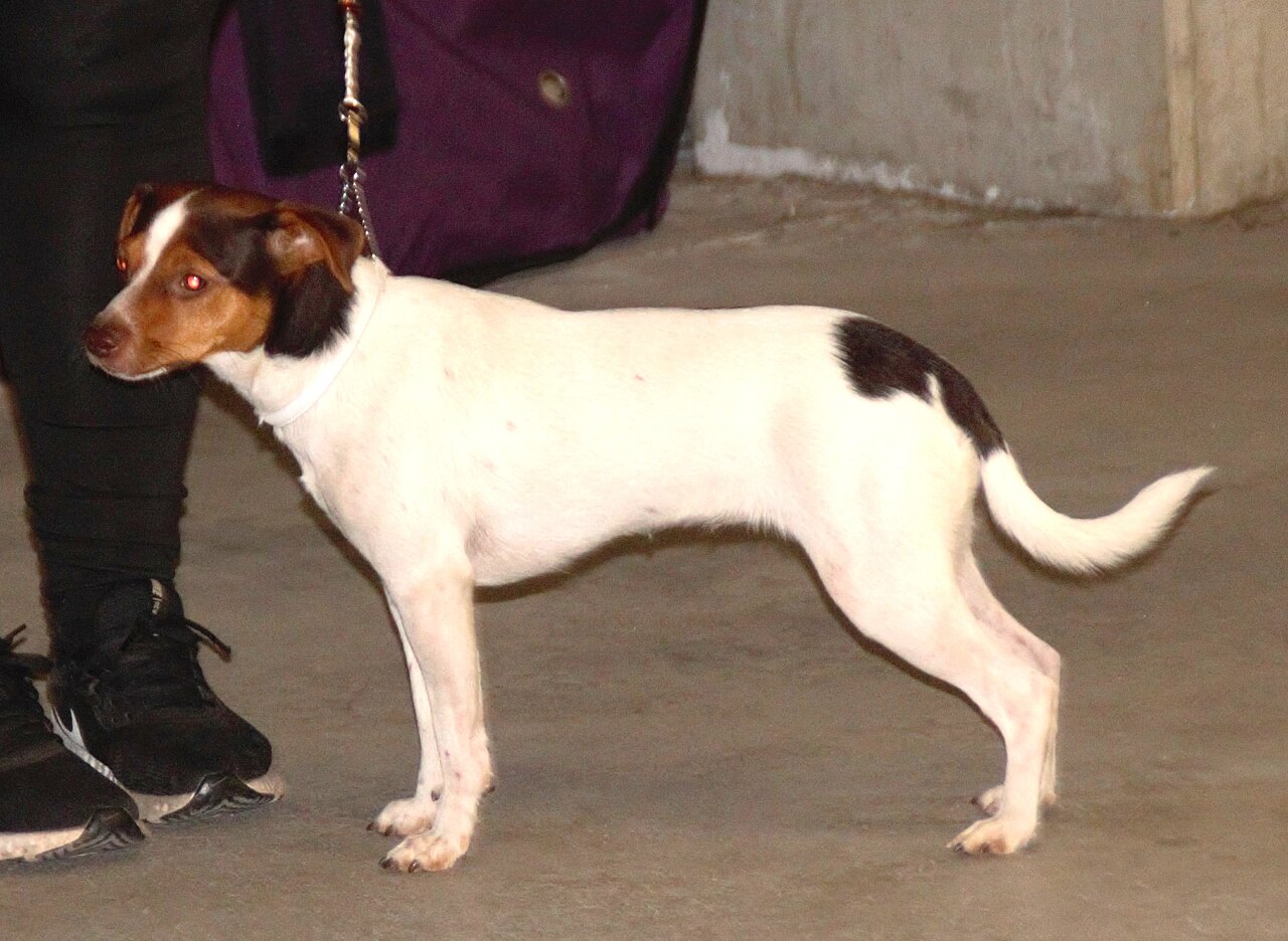 Chien de ferme dano-suédois
