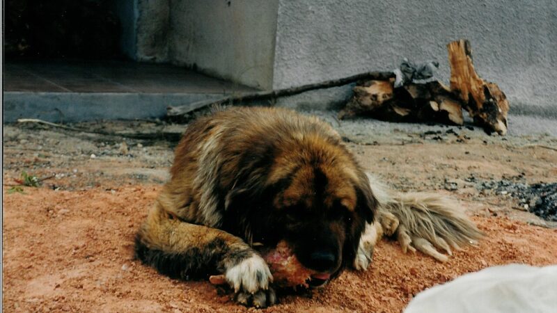 Chien de la Serra da Estrela