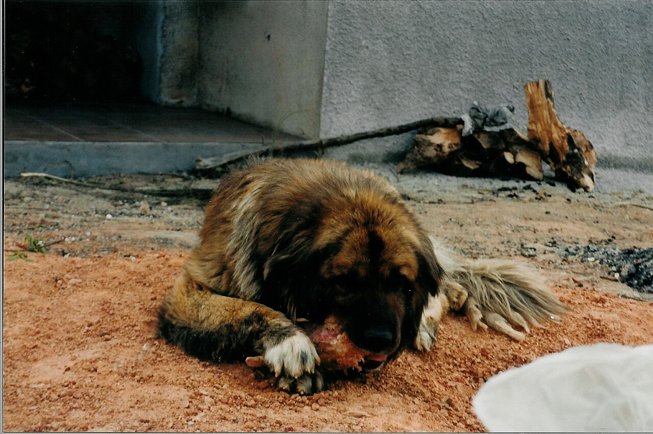 Chien de la Serra da Estrela