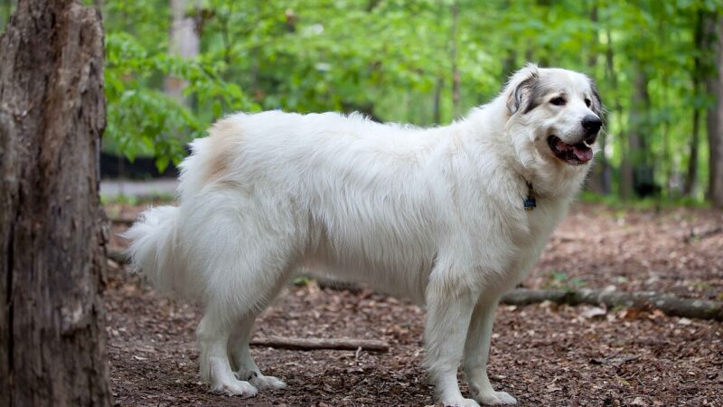 Chien de montagne des Pyrénées (patou)