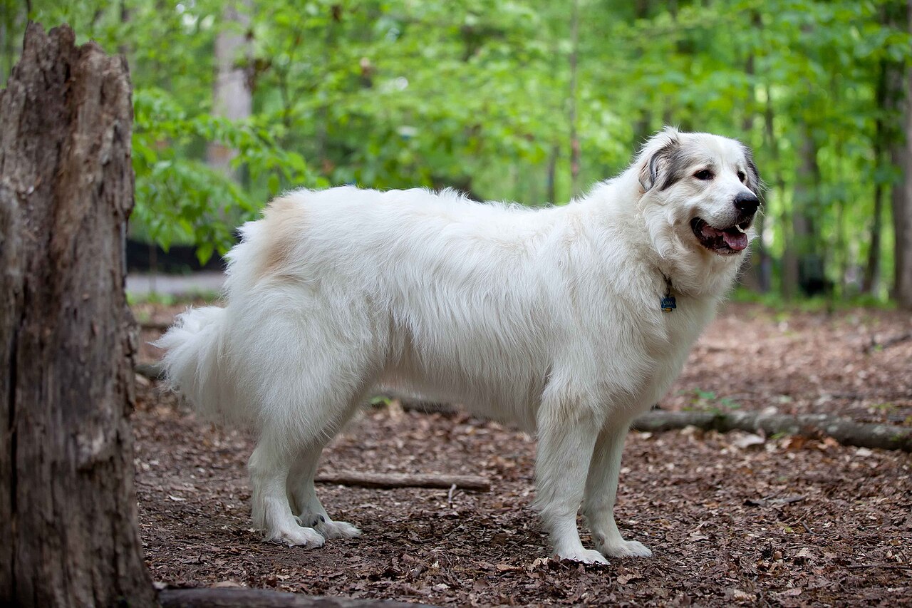 Chien de montagne des Pyrénées (patou)