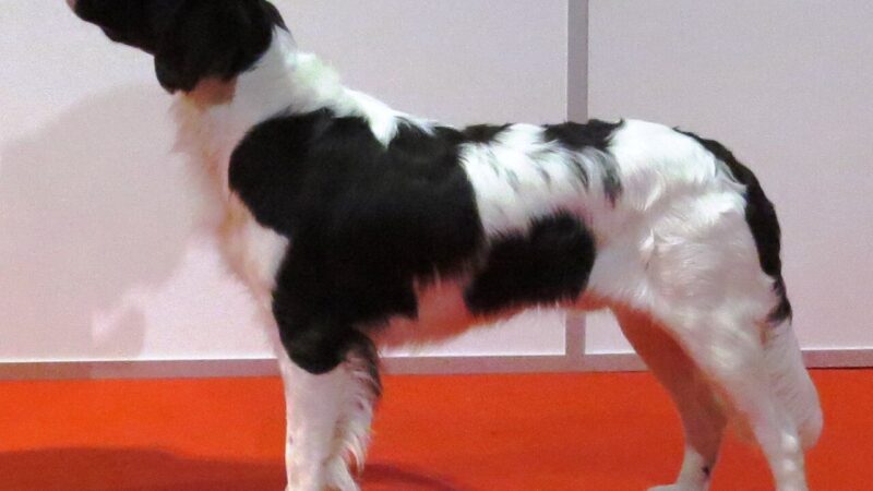 Chien de perdrix de Drente (drentsche patrijshond)