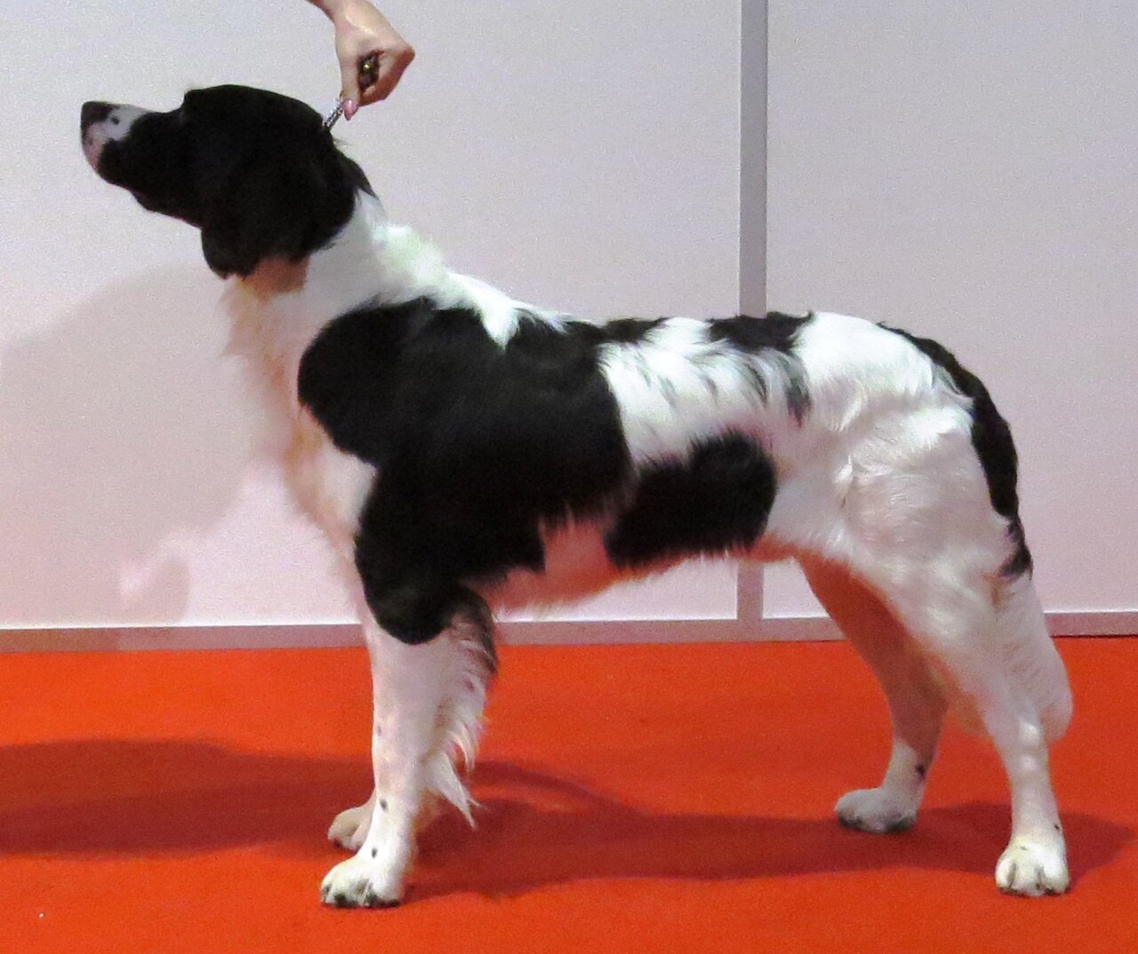 Chien de perdrix de Drente (drentsche patrijshond)