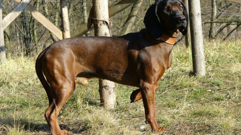 Chien de rouge de Bavière