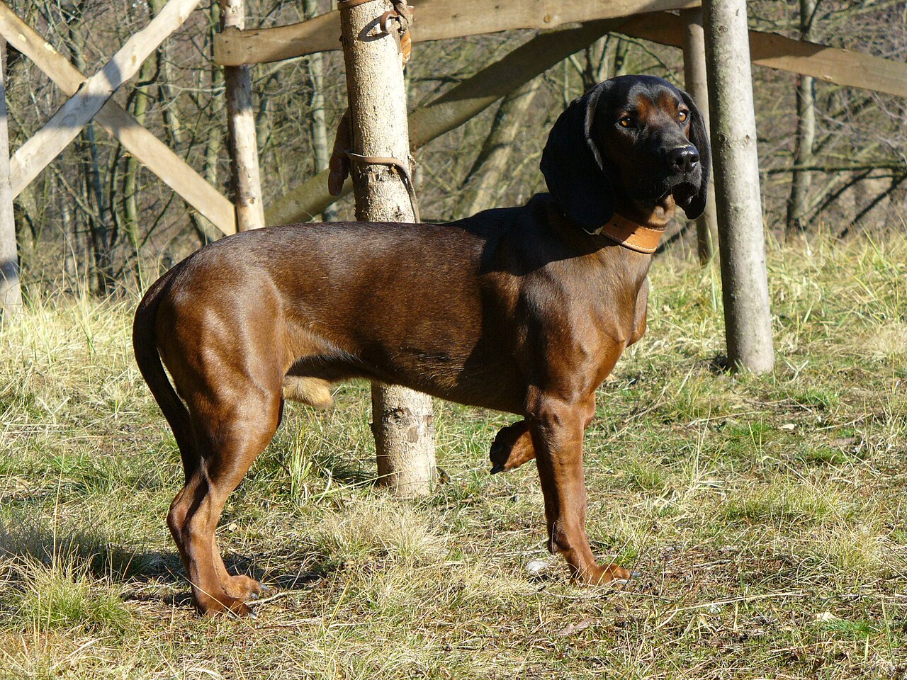 Chien de rouge de Bavière