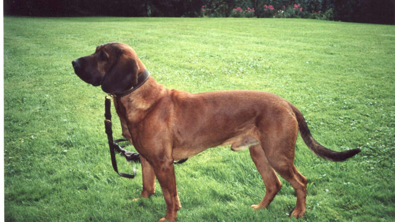 Chien de rouge de Hanovre