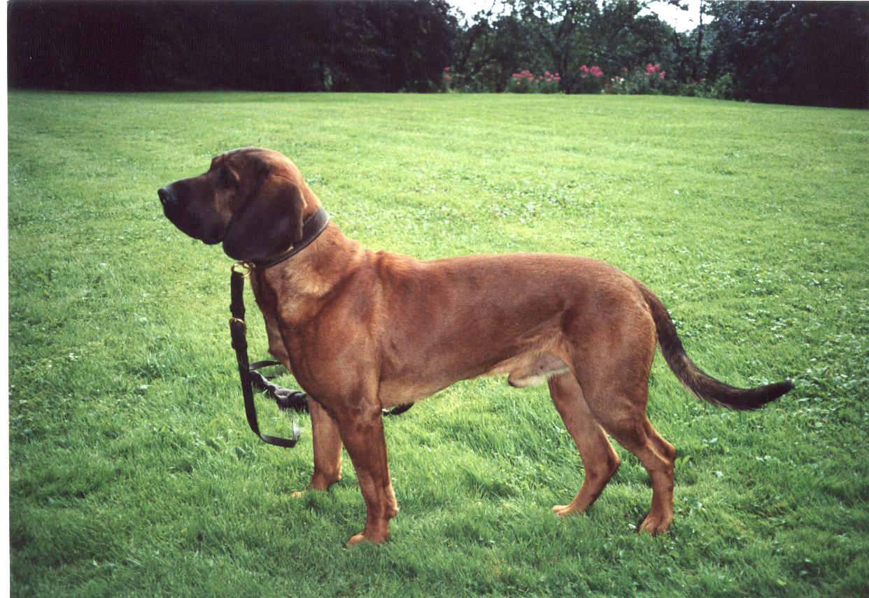 Chien de rouge de Hanovre