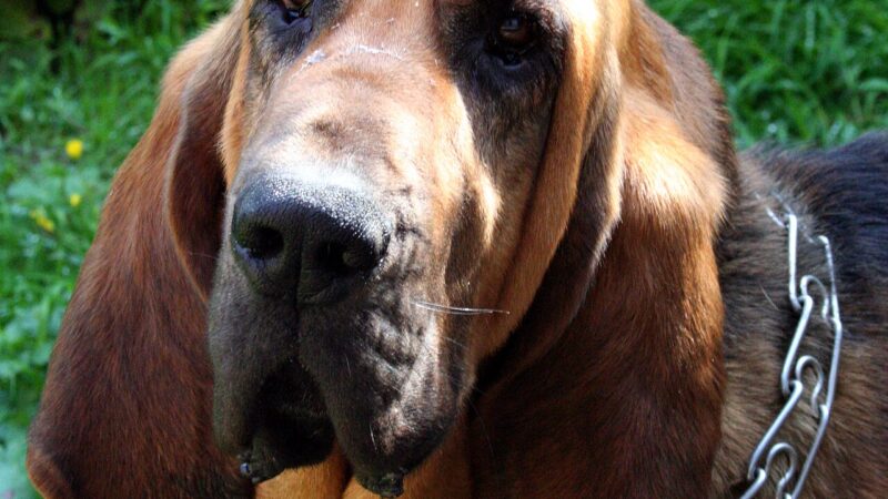 Chien de Saint-Hubert (bloodhound)